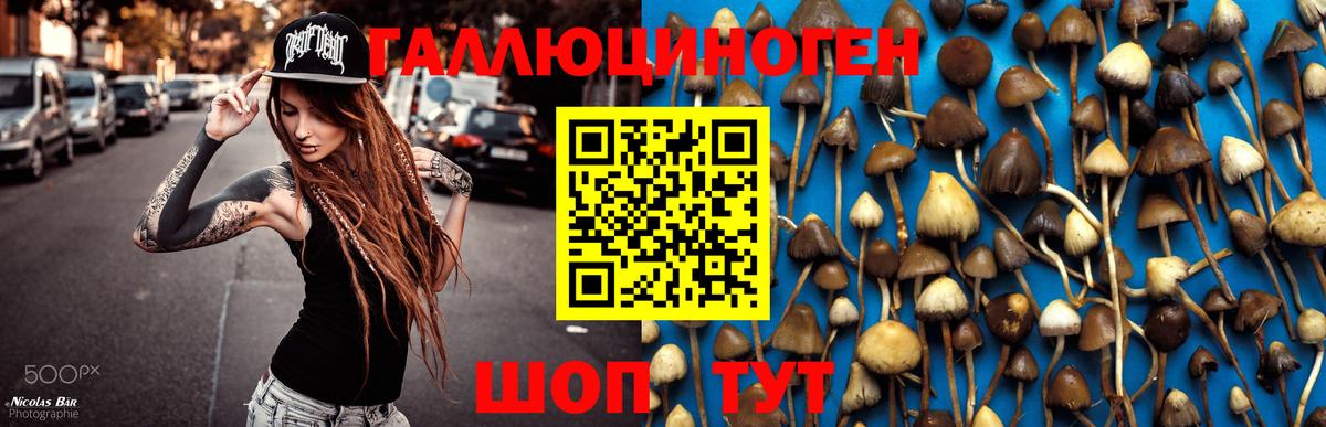 купить закладку  Вход с VPN  Гулькевичи  Псилоцибиновые грибы Magic Shrooms 
